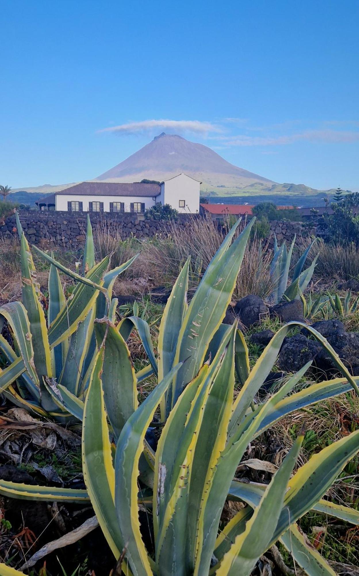 Solar Dos Limas Villa Criacao Velha ภายนอก รูปภาพ